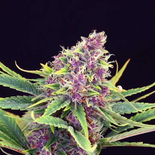 kannabia-purple_kush-3174_1_