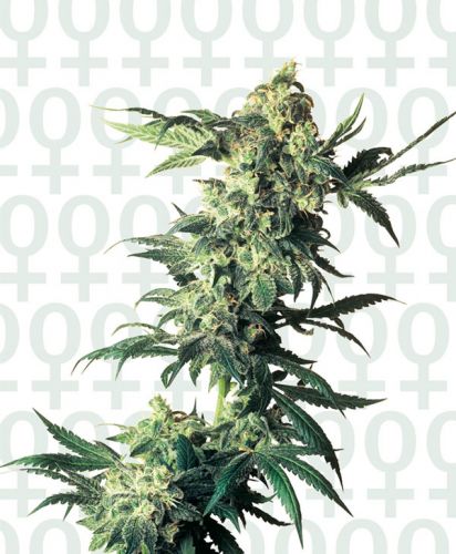 northern-lights-sensi-seeds_asc