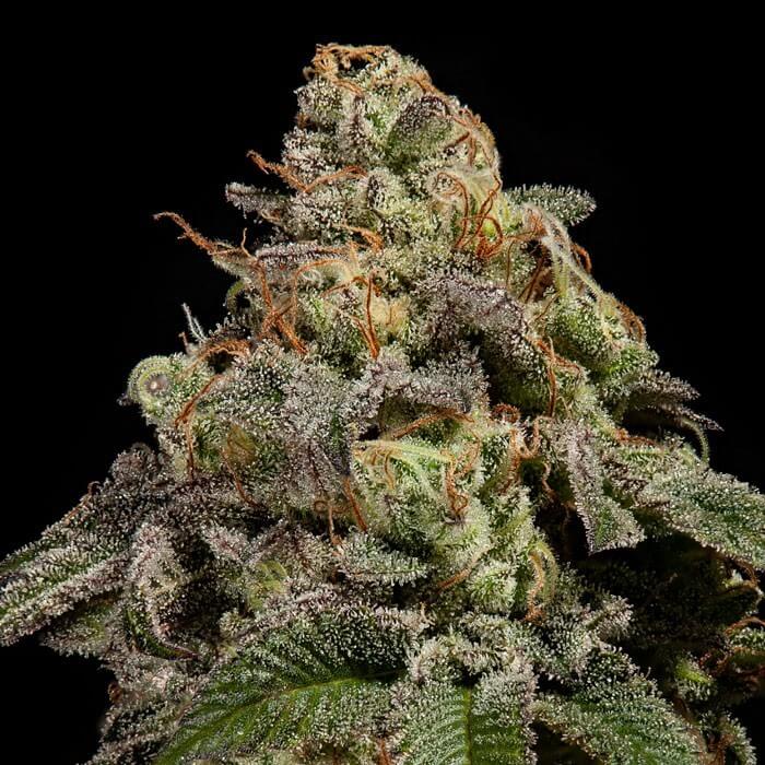 omg-feminized-cannabis-seeds_1_