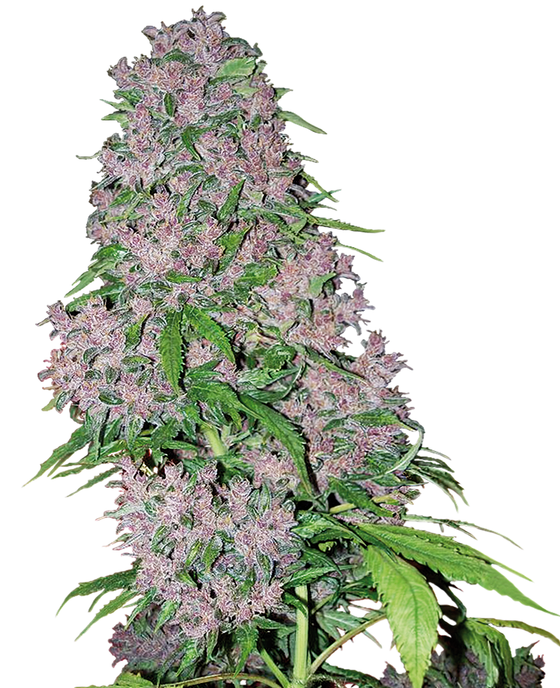 purple-bud-xl