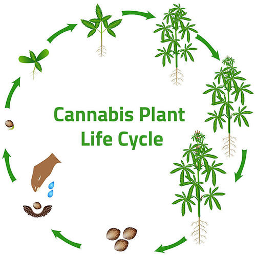 Cannabis-life-cycle-500