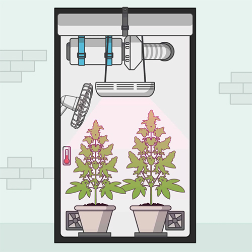 grow-info