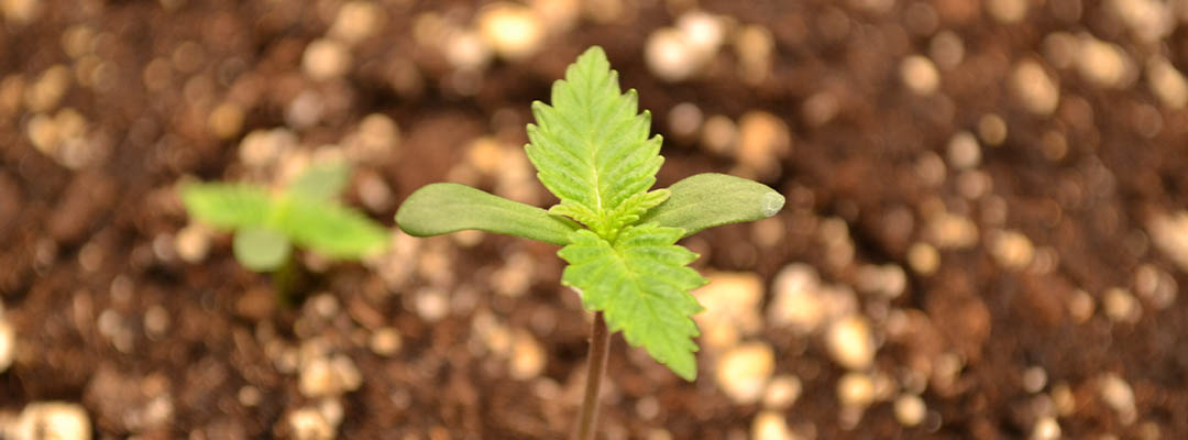 seedling-stage