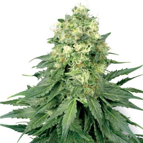 white-widow-feminised-xl