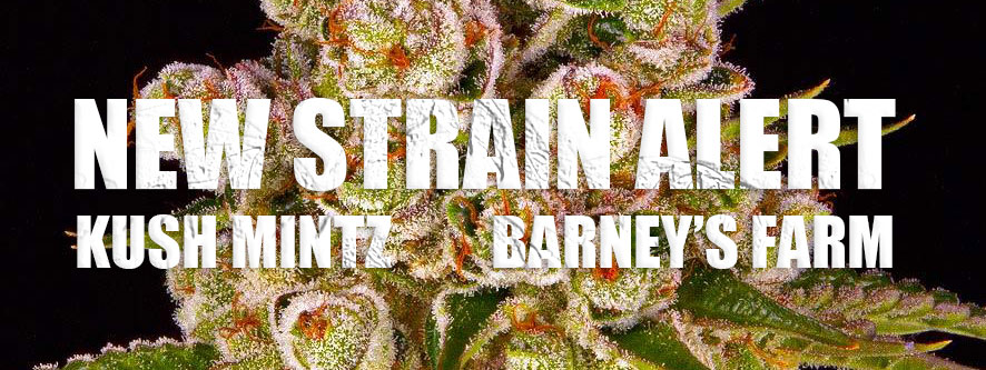 New! Kush Mintz by Barney's Farm